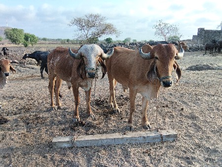 વાસળા