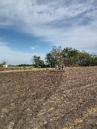 ગોઢલા વેચવાના છે