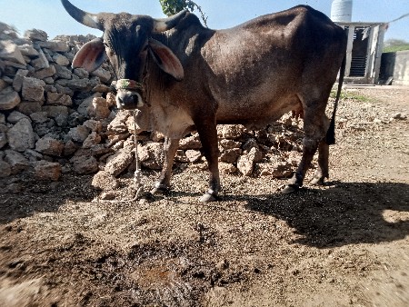 ગાય વેચવા ની છે