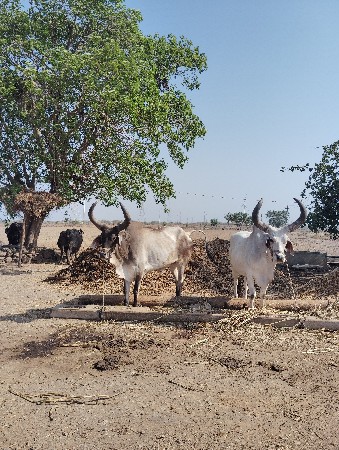 3વાવણિ આવશે