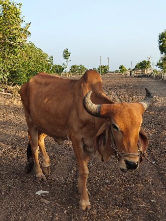 બળદ વેચવાનો છે