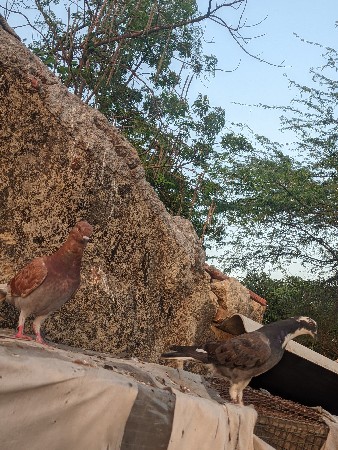 કન્ફર્મ જોડી