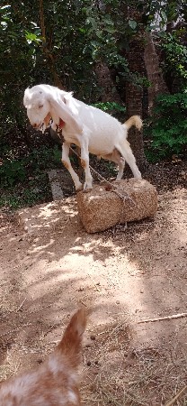 સાત મહિનાના બકરો પતિ રો