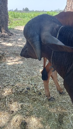 પાડો