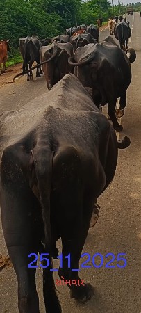 ભેશ વેશવાની છે