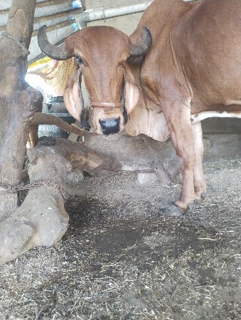 2 ગિર ગાય