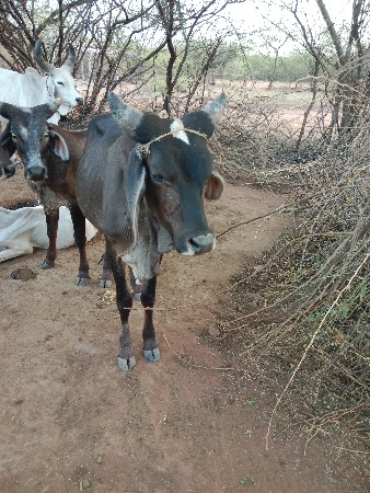 પ્યોર‌ કાંકરેજ કાળી વાસડી