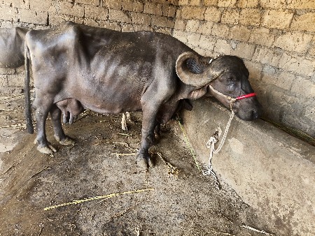 પટેલ વેત્રી ખરેલી ચાર લીટર દૂધ મહિ