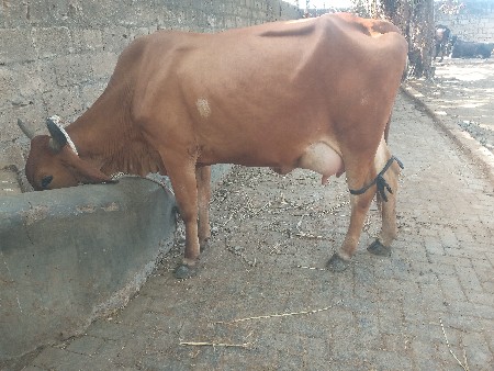 એચ. એફ. ગાય વેચવાની છે