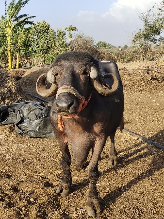 જાફરાબાદી ભેંસ