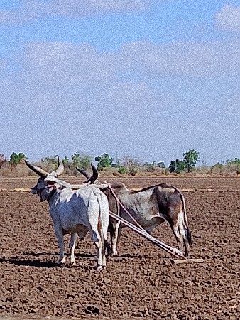 વેચવાના છે એક વાવણી વાવેલ છે