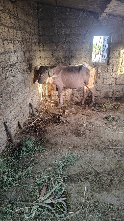 ભેંસ વેચવાની છે સોથુ વેતર સાડ