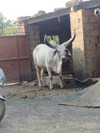 પેલી ધર નો ગોઢલો વેચવાનો છે