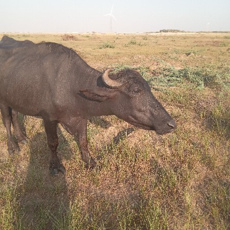 ખડેલી વેચવાની  છે