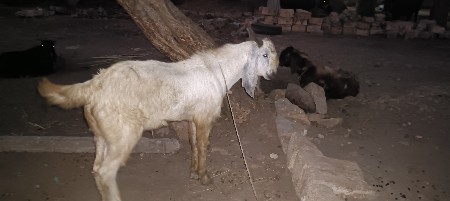 બકરા