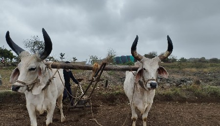 બળદ  વેચવા  ના  છે.