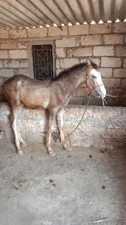 વસેરો