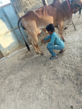 ગીર હોટકી વેચવાની છે