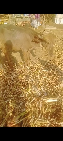 સ્ટેશન તાલુકો જૂનાગઢ જીલ્લો ભેસાણ