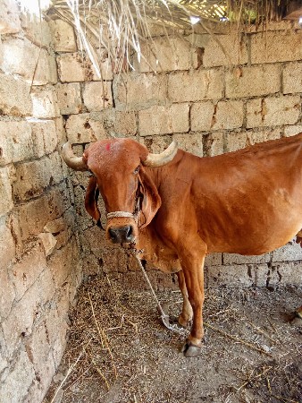 ગાય વેચવાની છે.