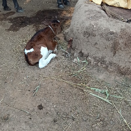 જર્સી ગાય વેચવાની છે