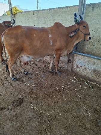 ગાય વેચવાની
