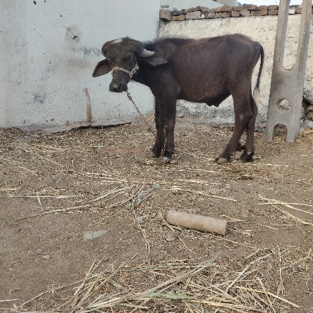 જાફરાબાદી પાડો વેચવાનો