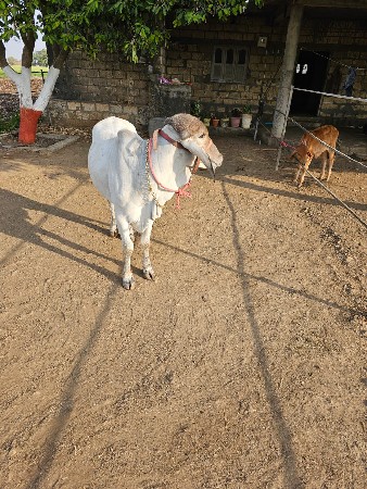 સાવ સોજી છે