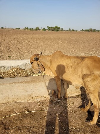 વાછડિયુ વેચવાની છે ,  3 છે