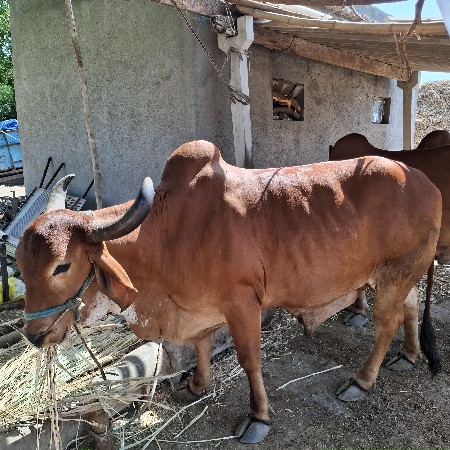 બળદ વેચવાનો છે
કિંમત 20,000