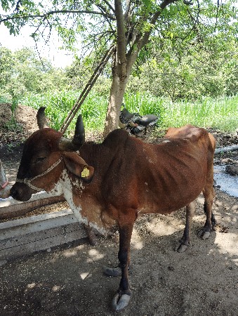 ગાય વેચવાની છે