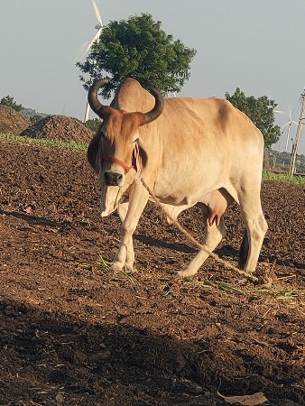 ગાય વેચવાની છે