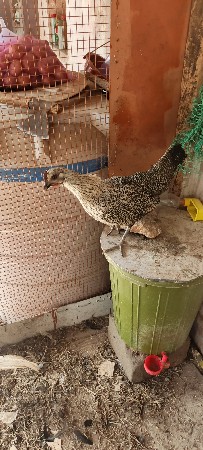 દેશી મૂરગી
