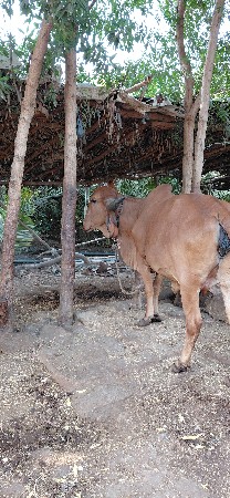 ગીર હોડકી
