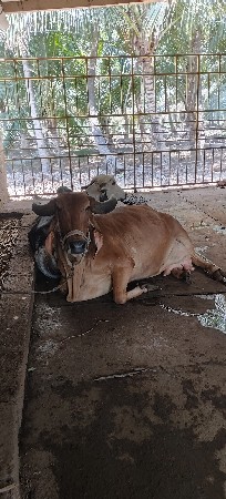 ગાય વેચવાની છે