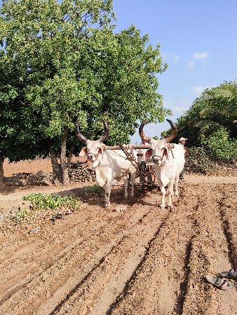 બળદ વેચવાના છે