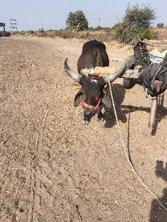 ગાડી હાલે