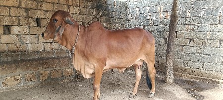 બે ગીર ગાયો વેચવાની છે