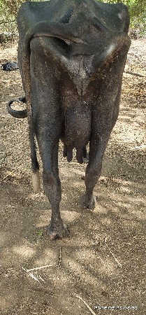 4 વેતર