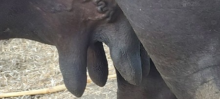 ભેંસ વેચવાની છે