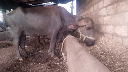 મેરૂ સાગણ ઓડેદરા