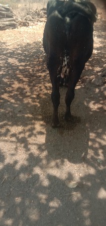 એસસ ગાય વેસવાનીછે