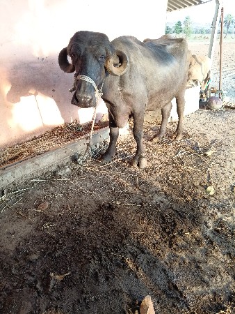 ભેસવેસવાનિ