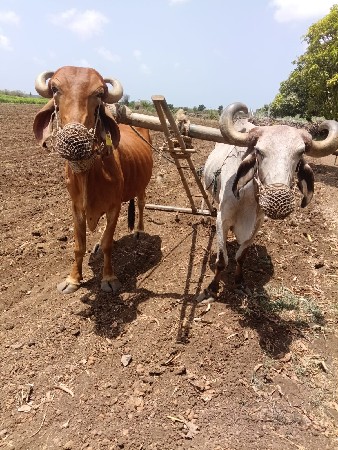 બળદ વેચવાના છે