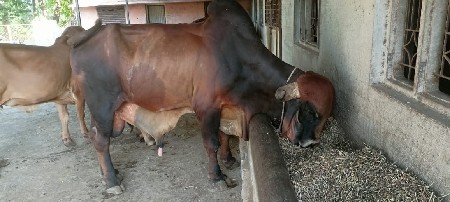 ધણખૂટ  આપવાનો છે