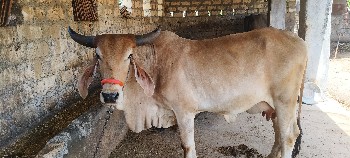 ગાય વેચવાની છે