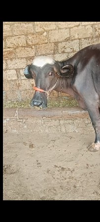 આ ભેંસ વેચવાની છે