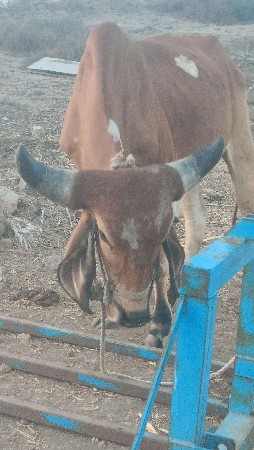ghodla chlu kaplit 2dhr thasi f