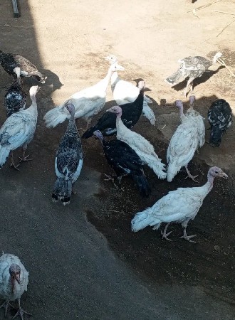 9નવ.  નંગ