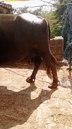 ભેંશ વેચવાની છે ત્રીજું વેતર વીયાસે